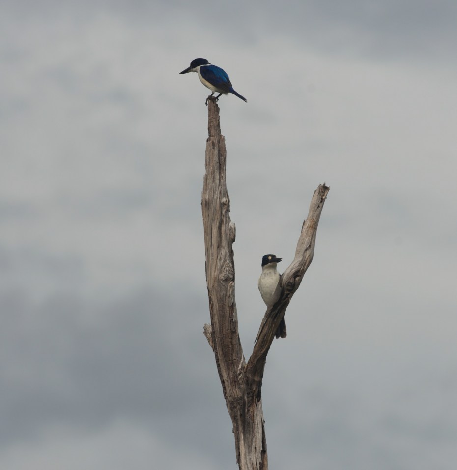 2 Kingfishers-2