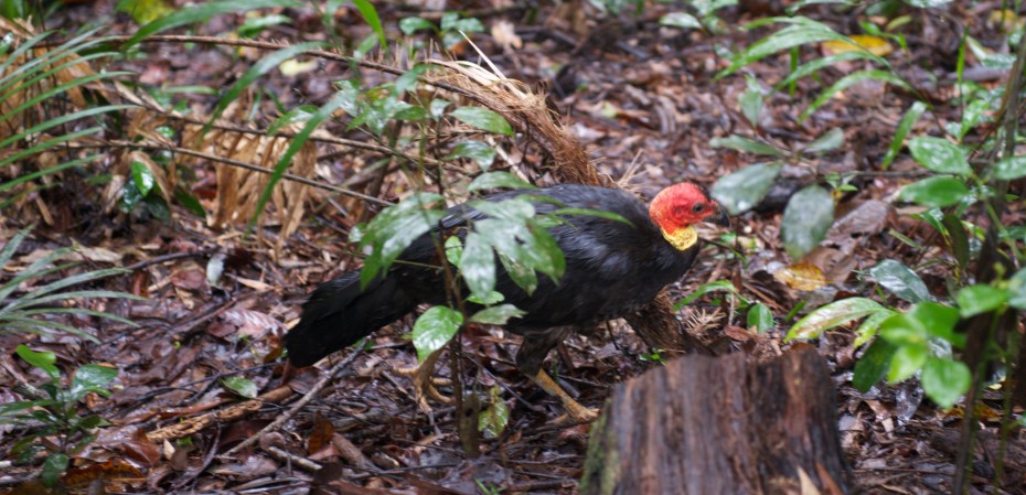 bush turkey-9