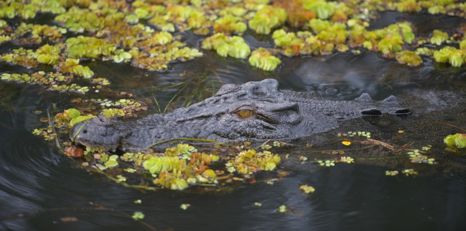 Crocodile-7