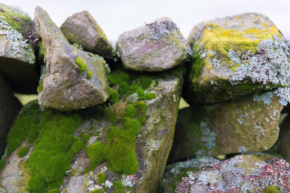 dry stones with Lichen