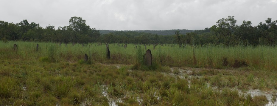 magnetic termite mounds-12