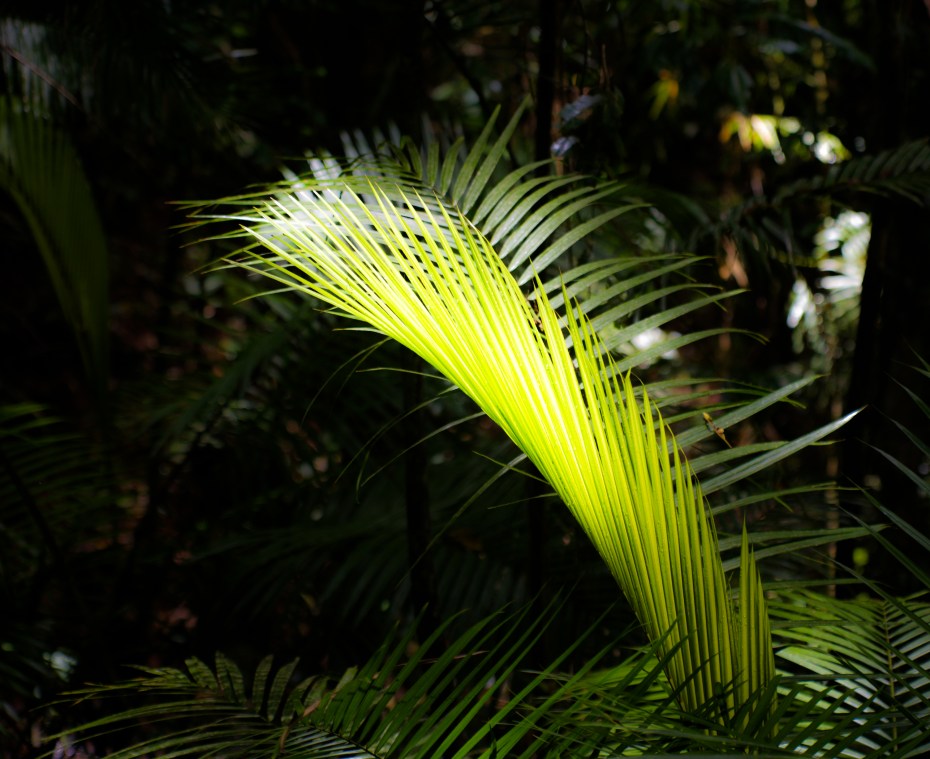 palm frond-6
