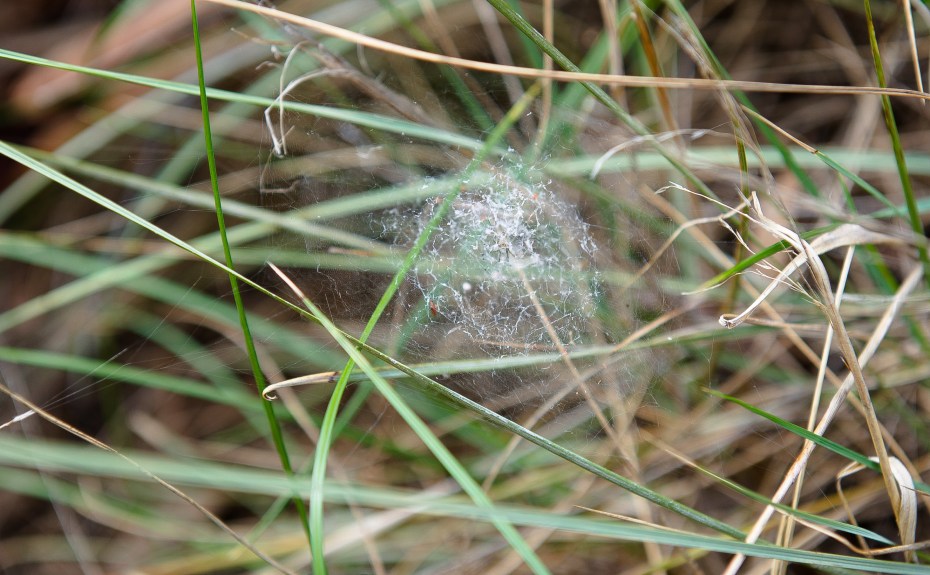 spider web in the shape of a ball