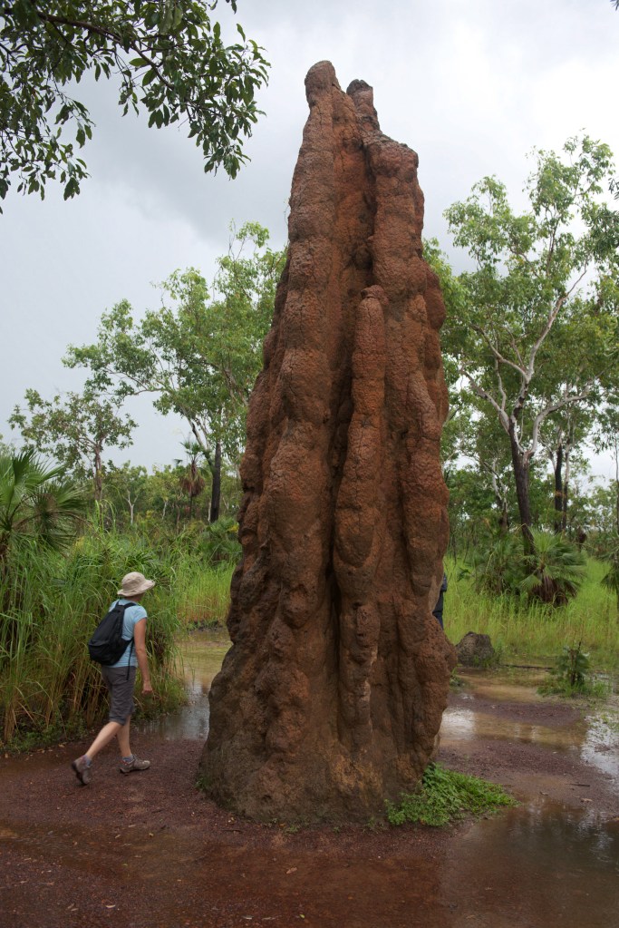 Termite mound-26
