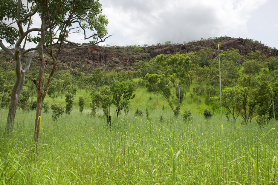 the northern bush-27