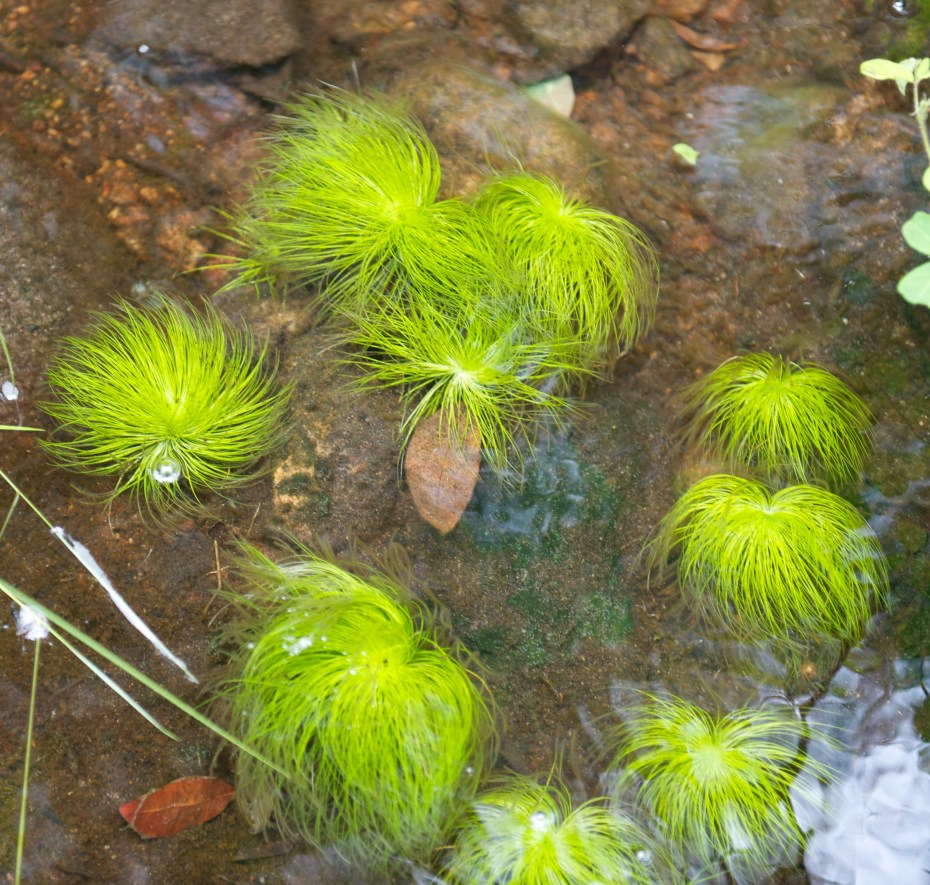 water grass dancing-32