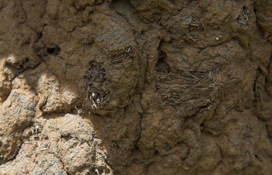 what termite mounds are made of-25