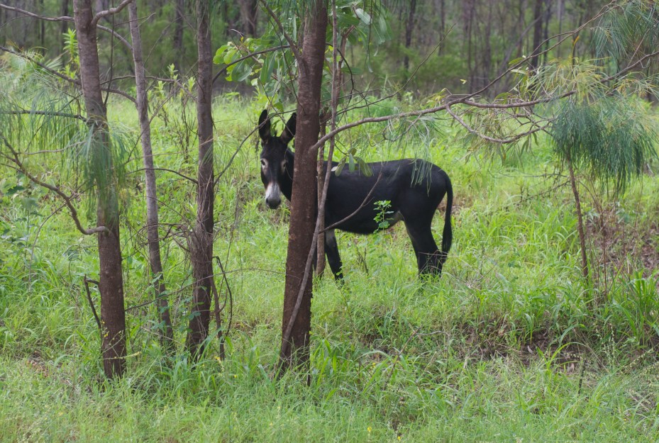 wild donkey-35