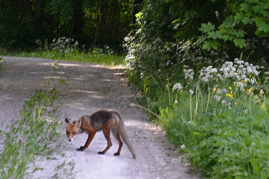 out of focus young fox