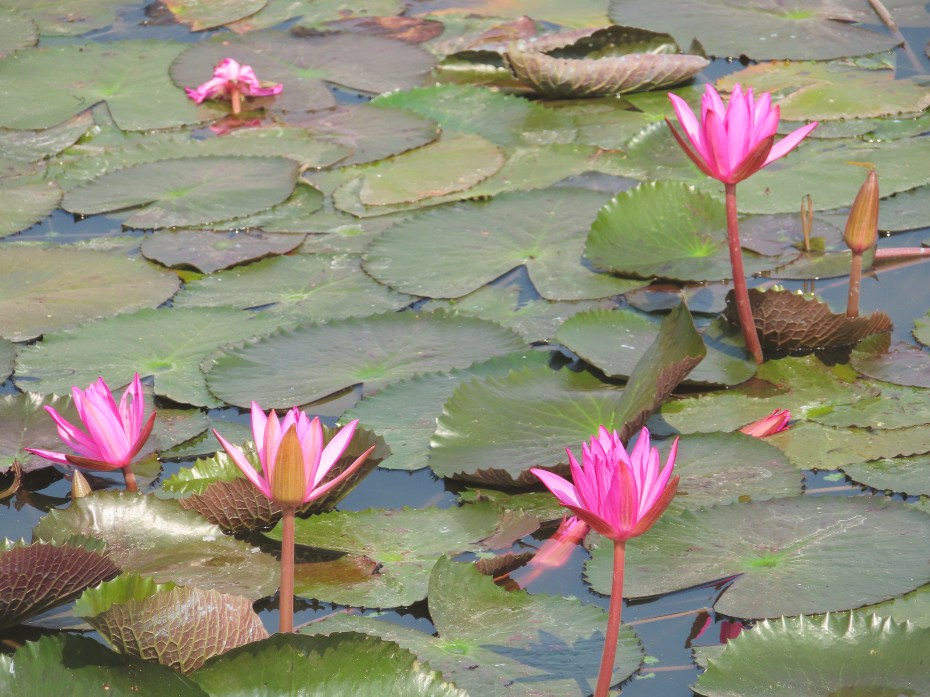 water lilies