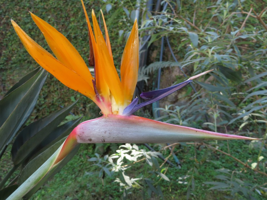 Bird of Paradise